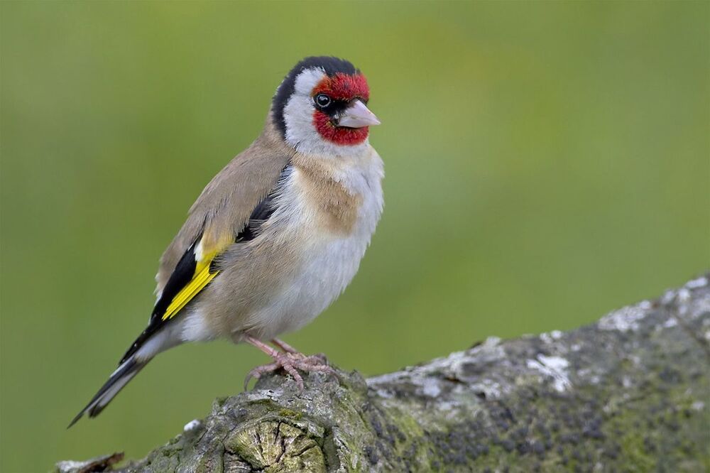 Щегол (Carduelis carduelis)