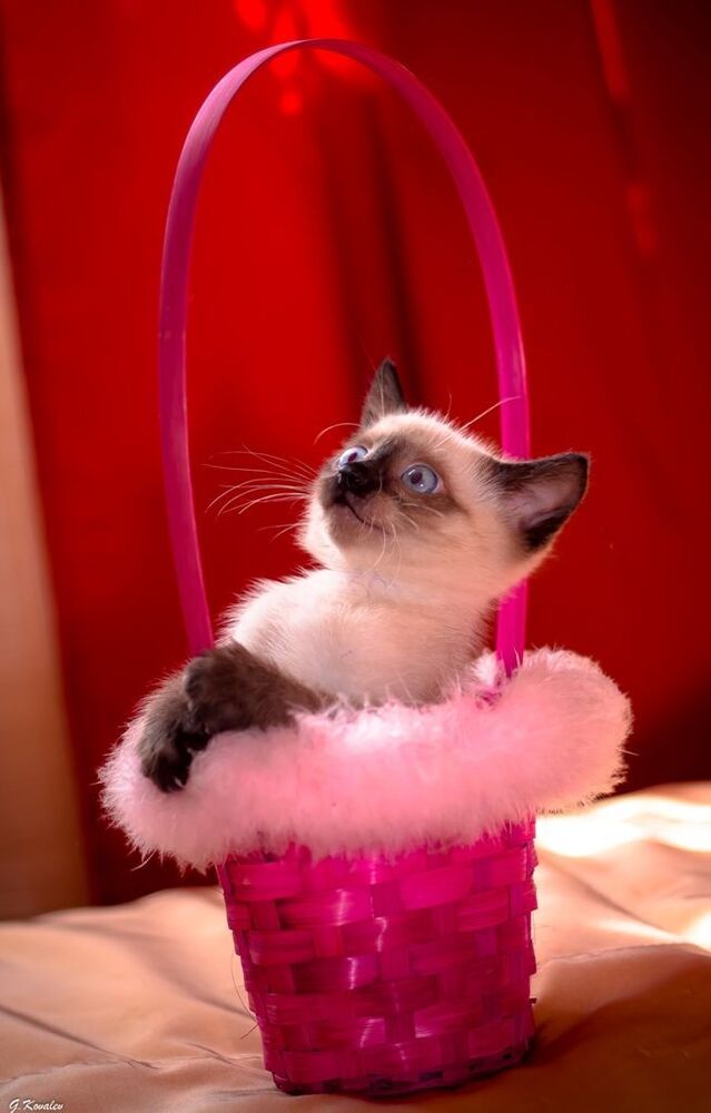 Подарок...