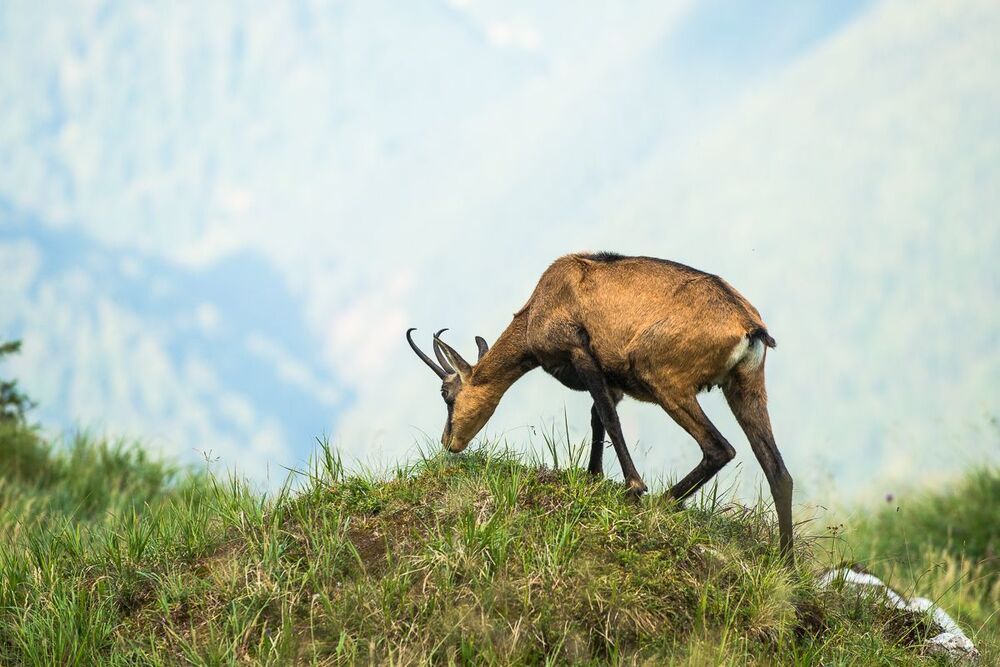 Photo 457450
