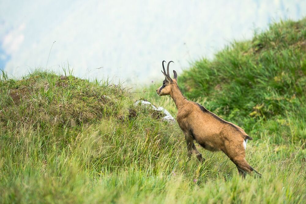 Photo 457451