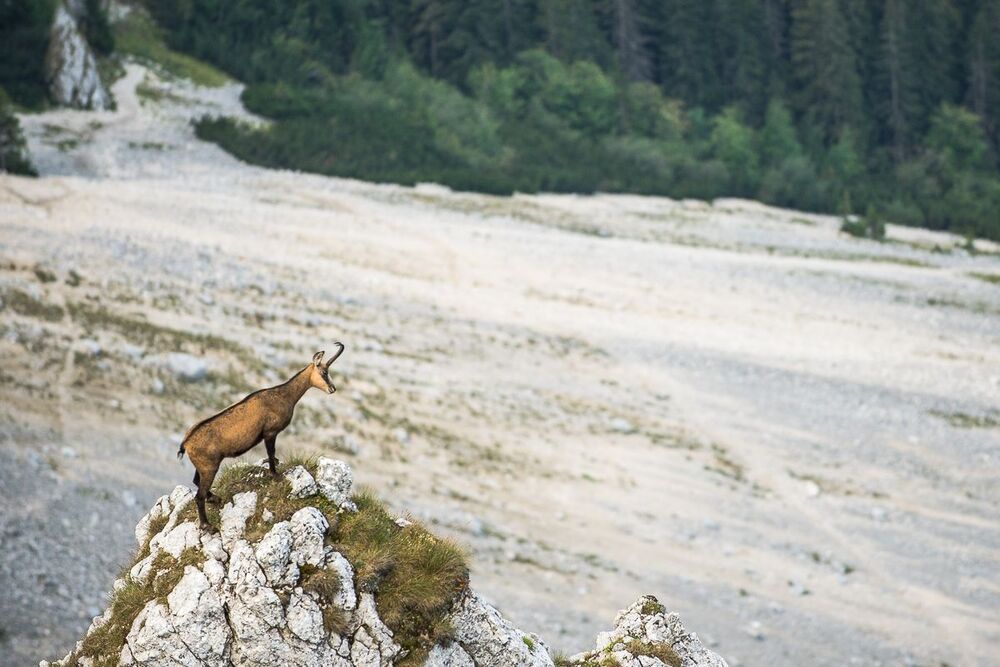 Photo 457452
