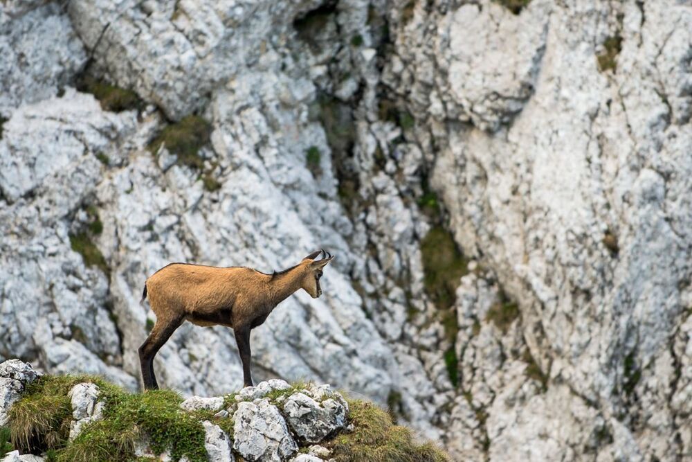 Photo 457454