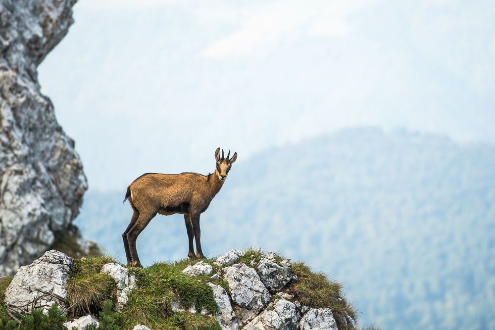 Photo 457455