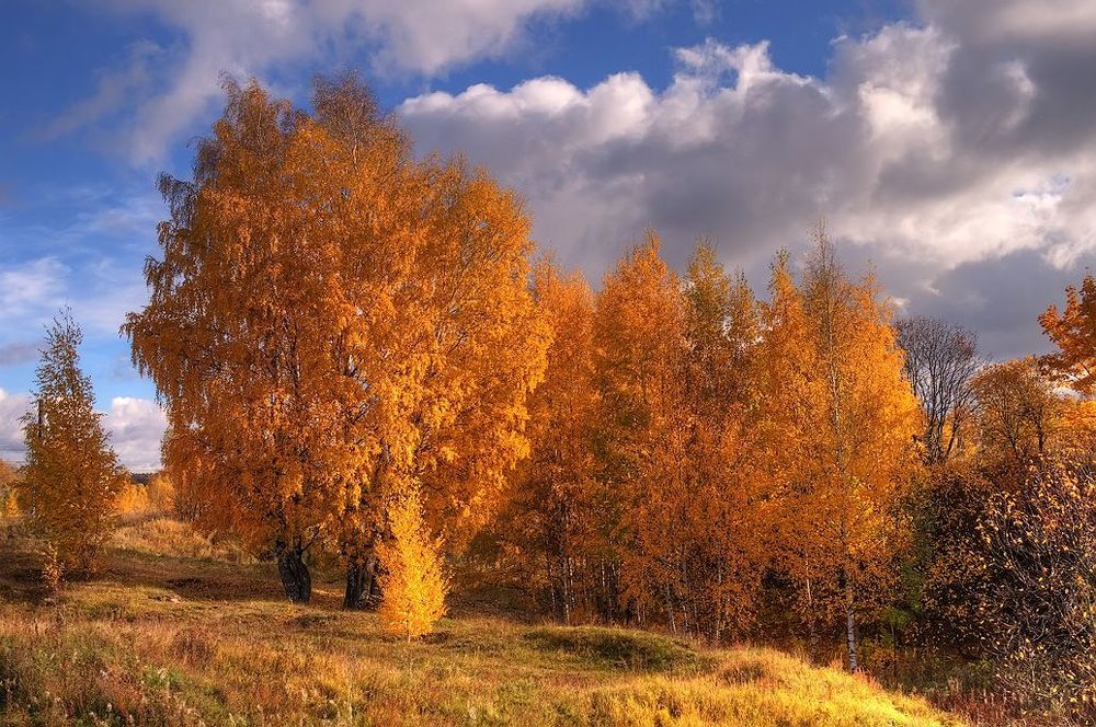 Берёзки на старом месте