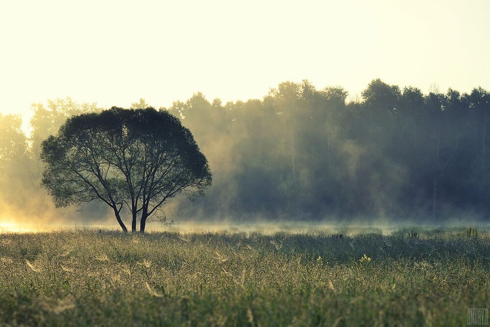 Morning light