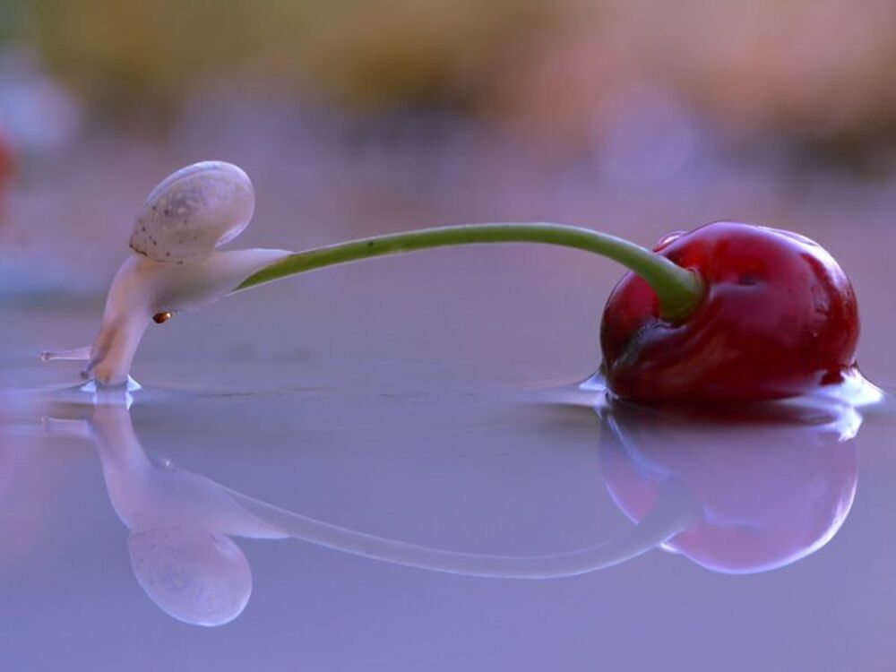 cherry