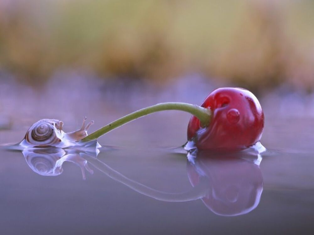 cherry