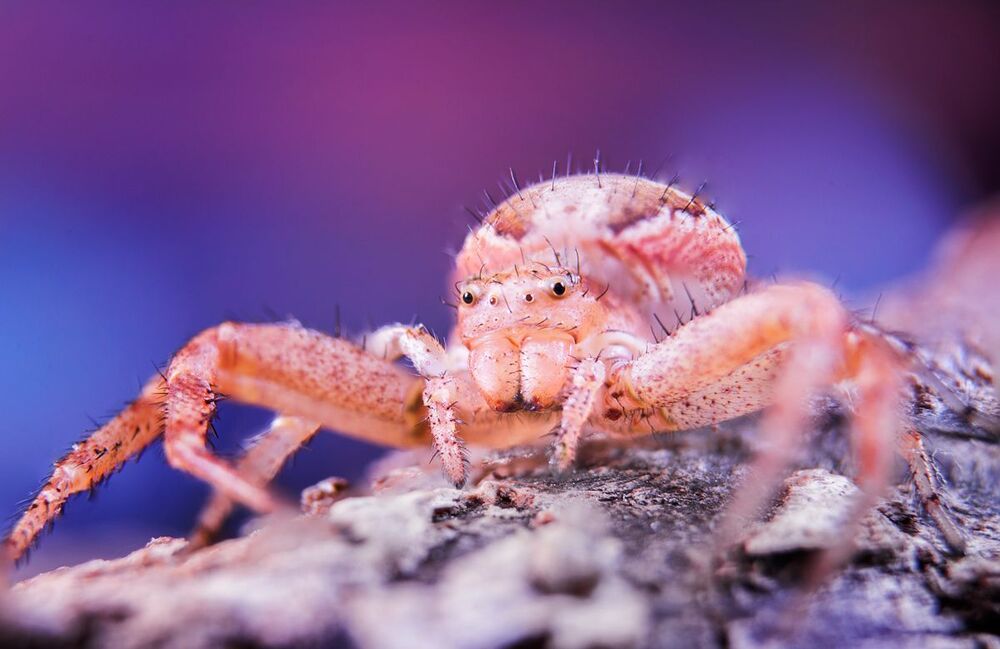 SPIDER