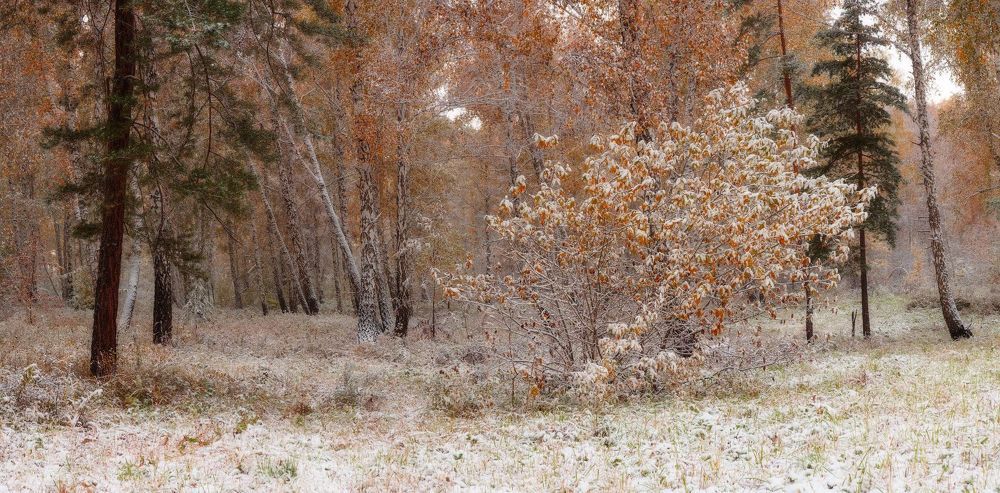 Однажды осенней порою я из дому вышел, гербарий собрать&hellip;