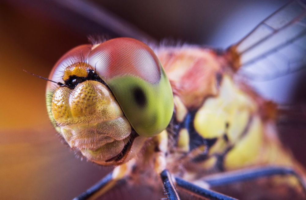 Dragonfly