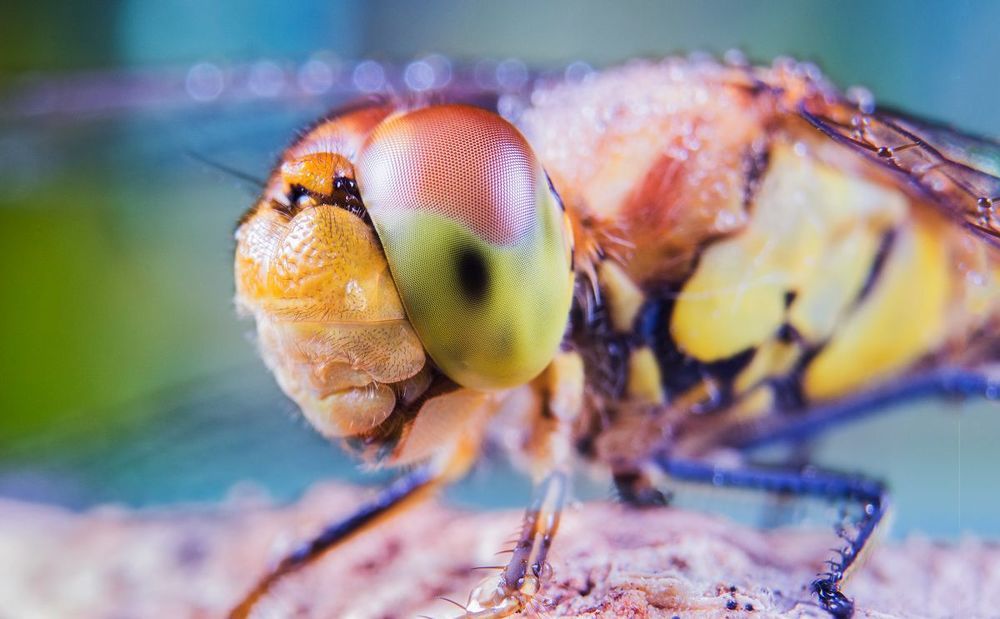 Dragonfly
