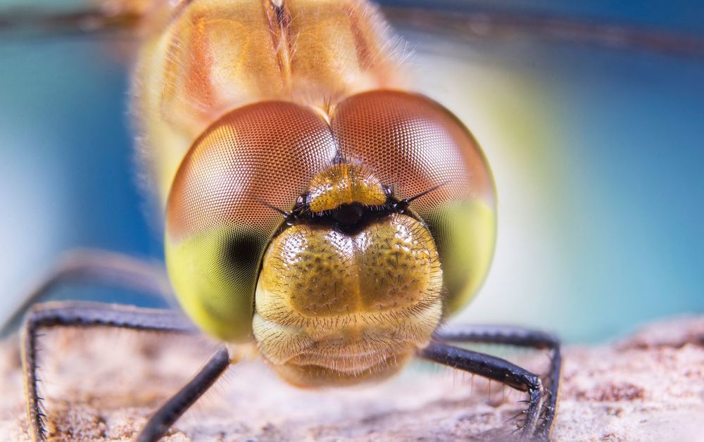Dragonfly
