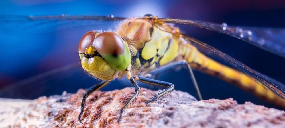 Dragonfly