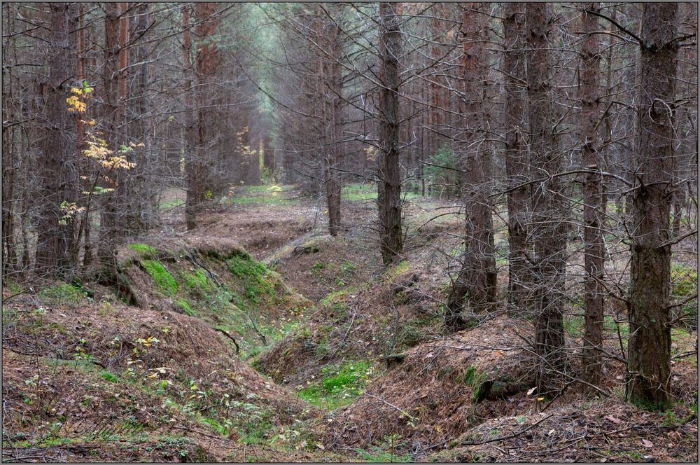 Осень в лесу.