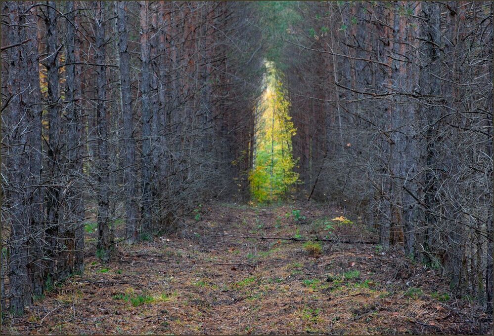 Осень в лесу.