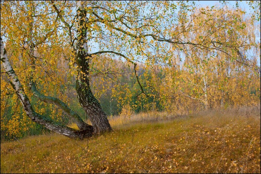Осень в лесу.