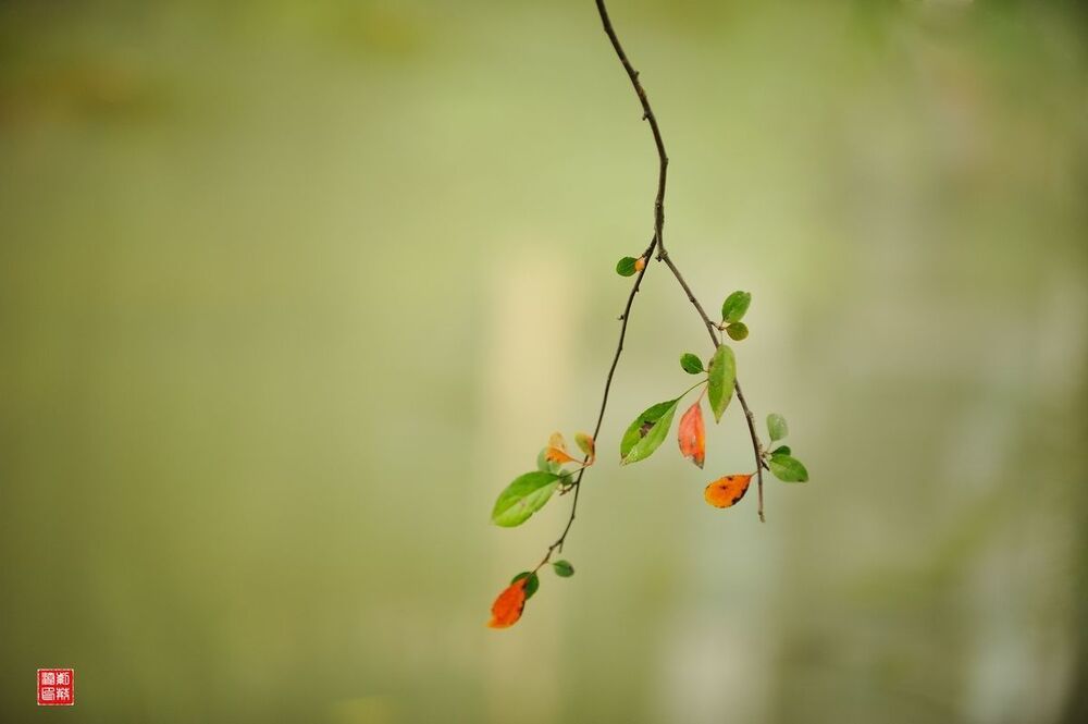 autumn