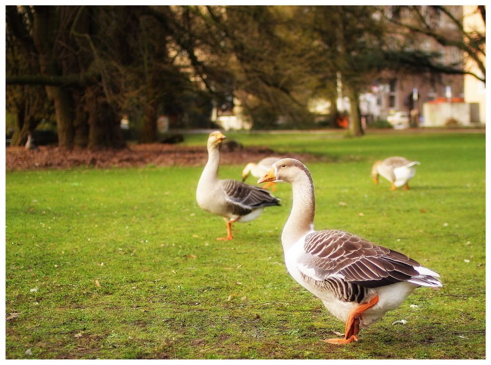 Spring in Dusseldorf