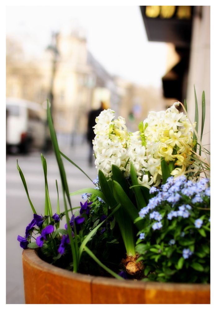 Spring in Dusseldorf