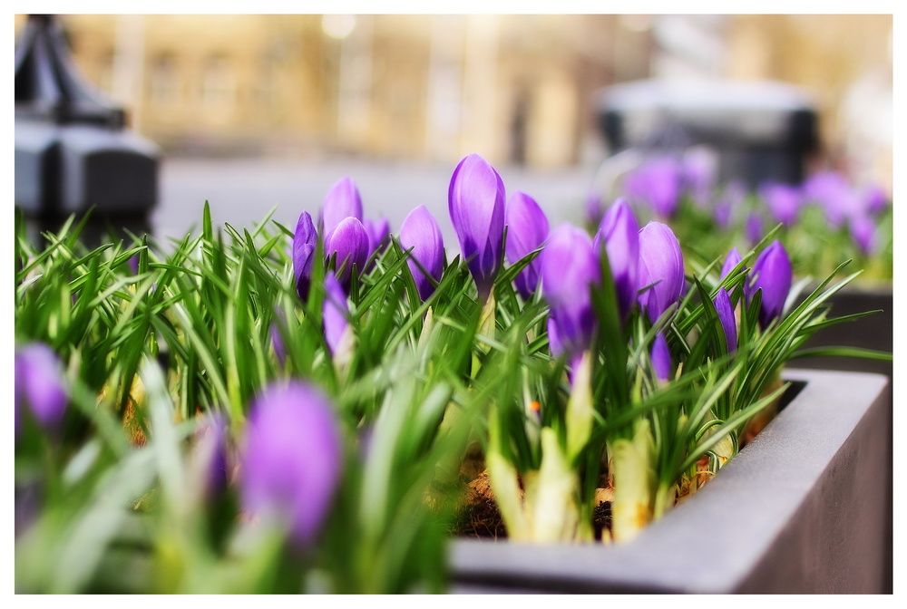 Spring in Dusseldorf