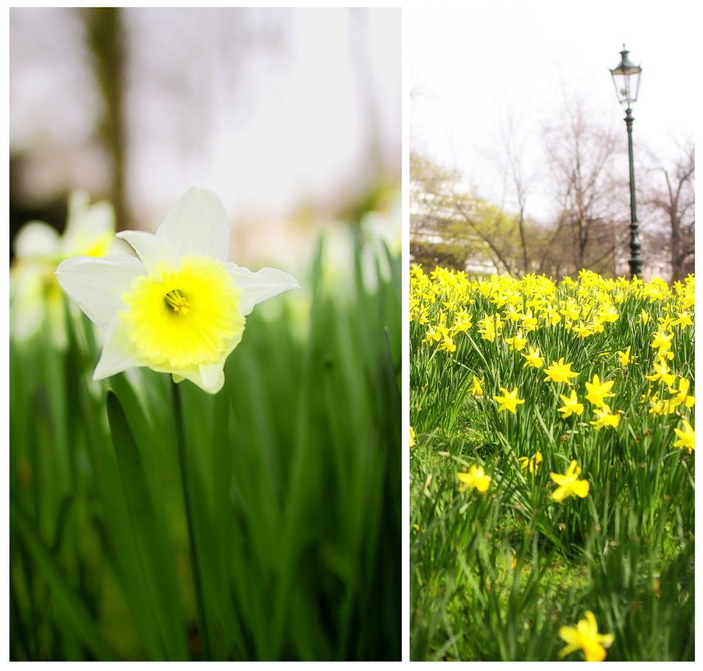 Spring in Dusseldorf