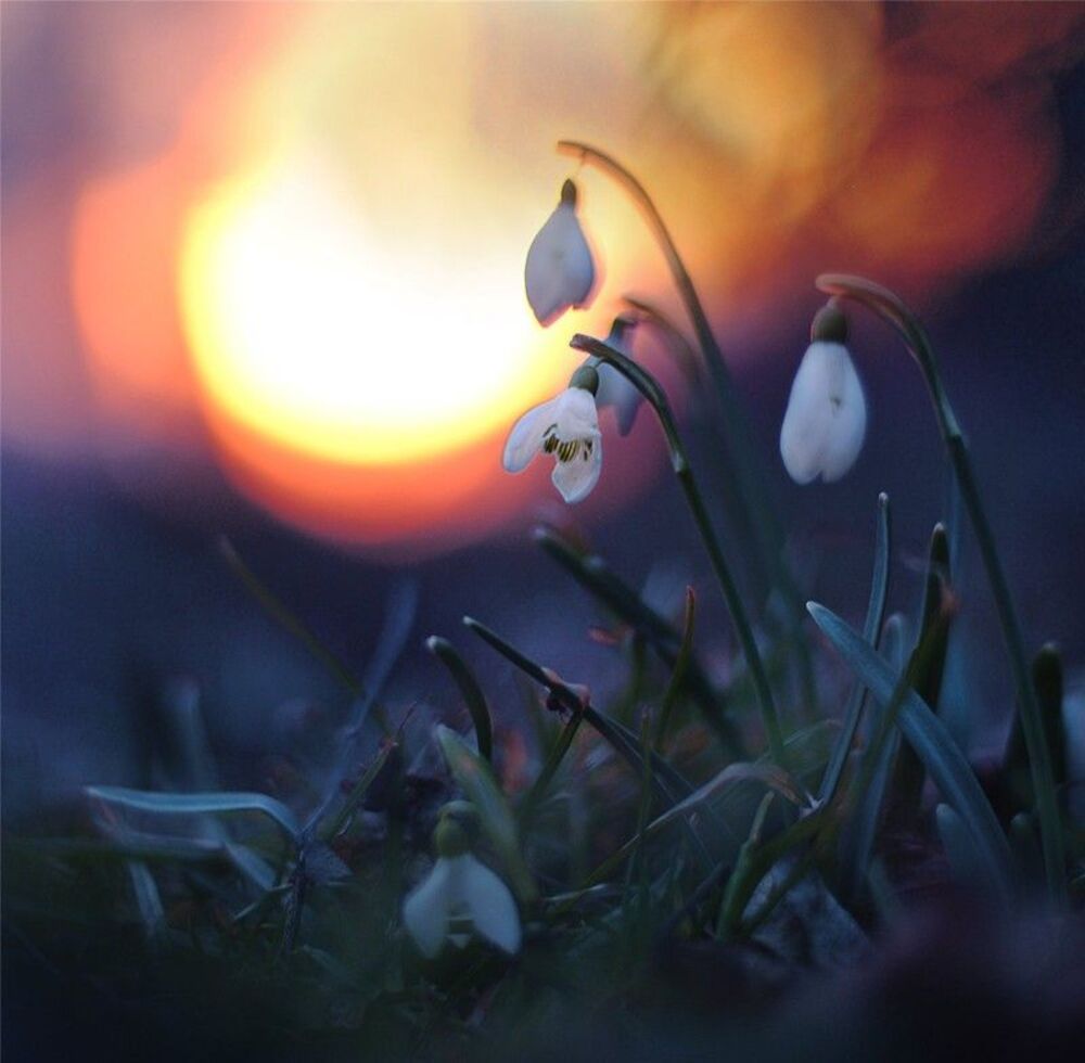 Spring tender...