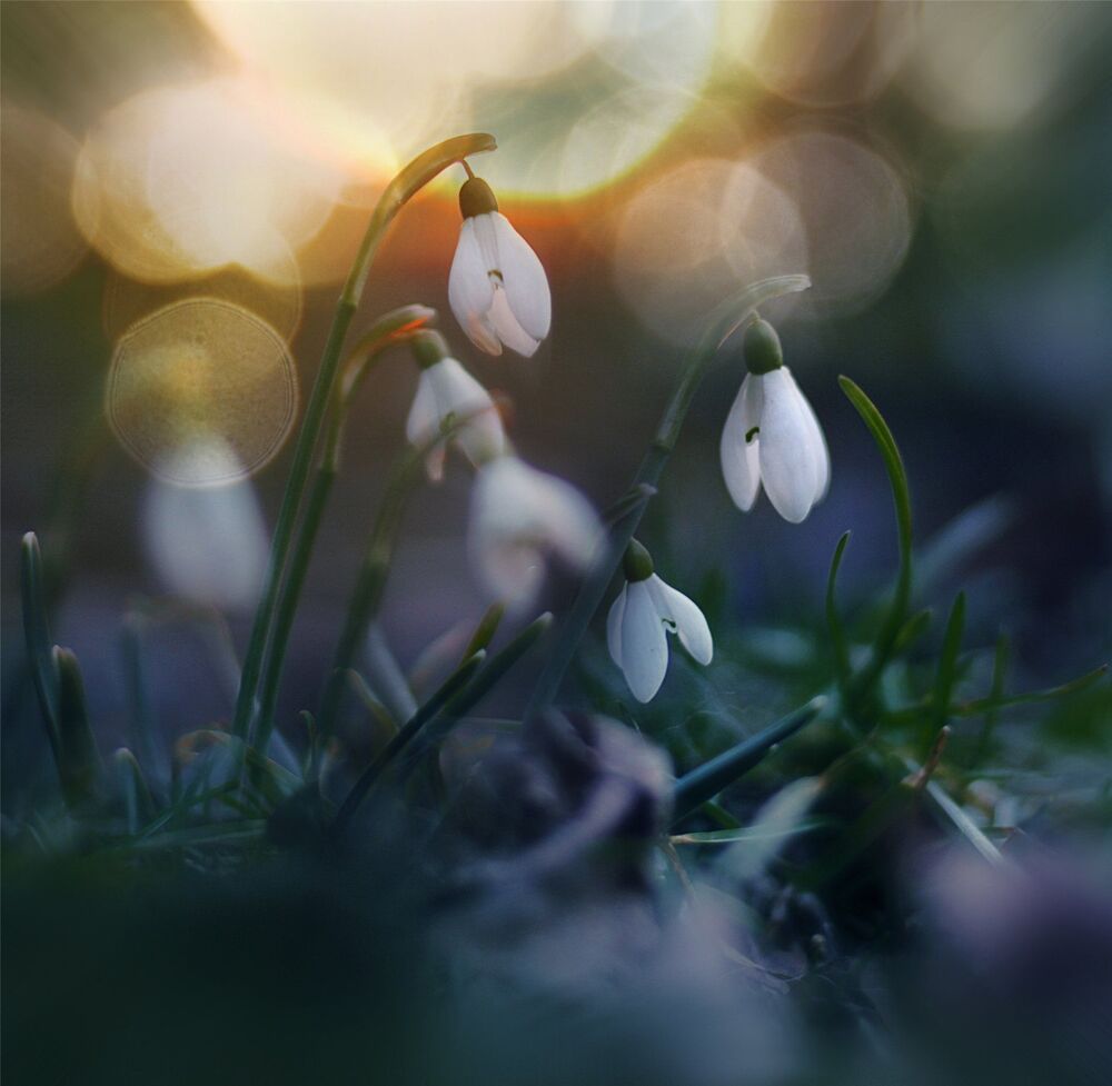 Spring tender...