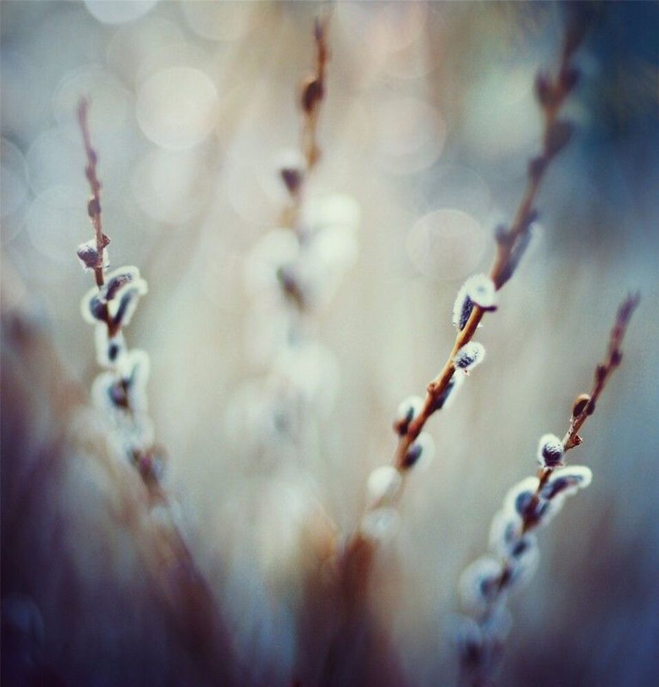 Spring tender...