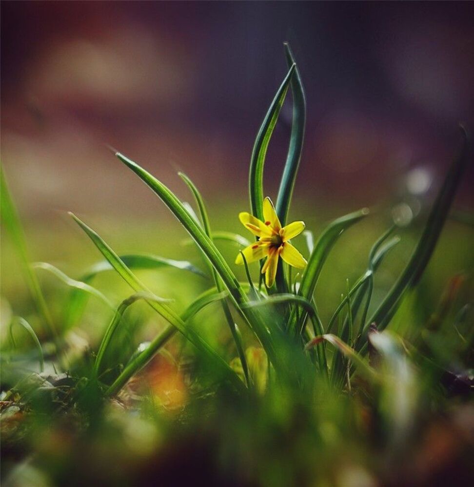 Spring tender...