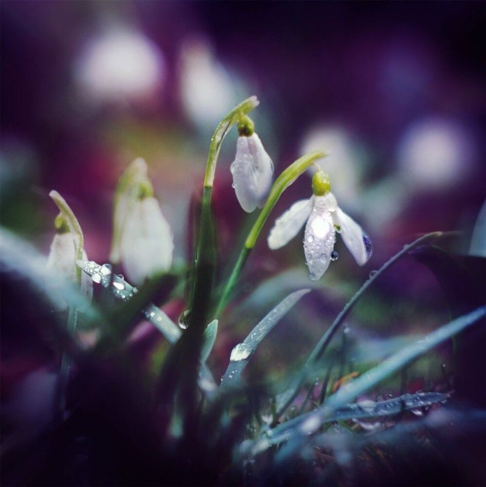 Spring tender...