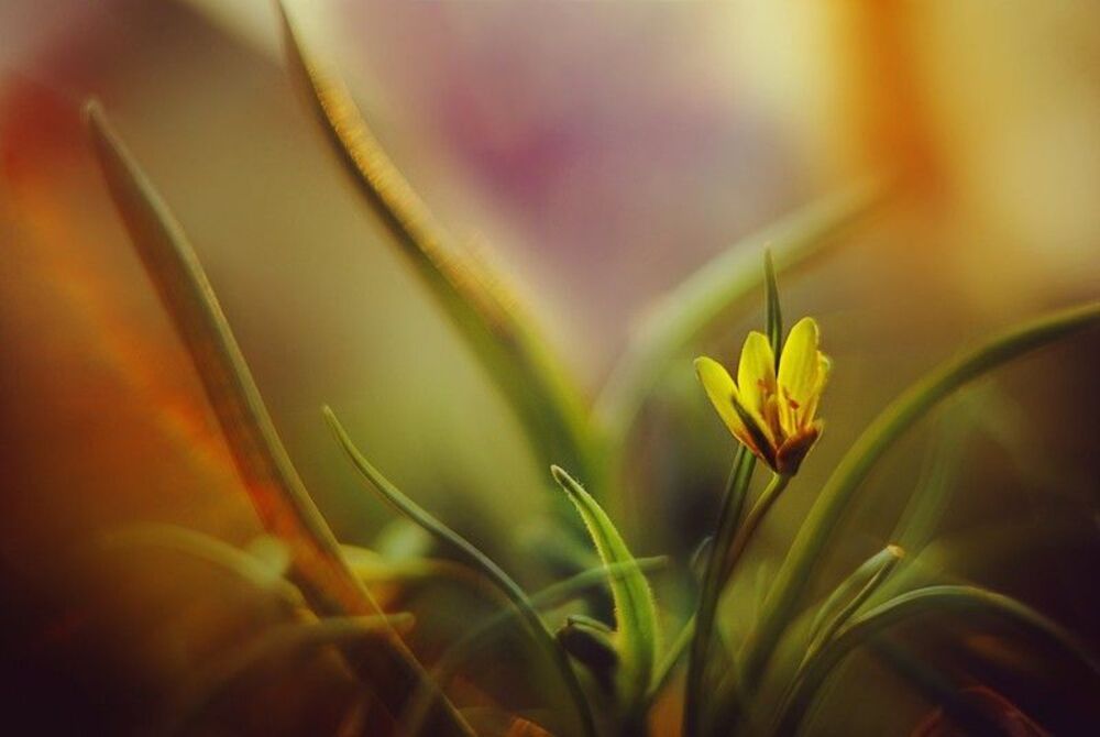 Spring tender...