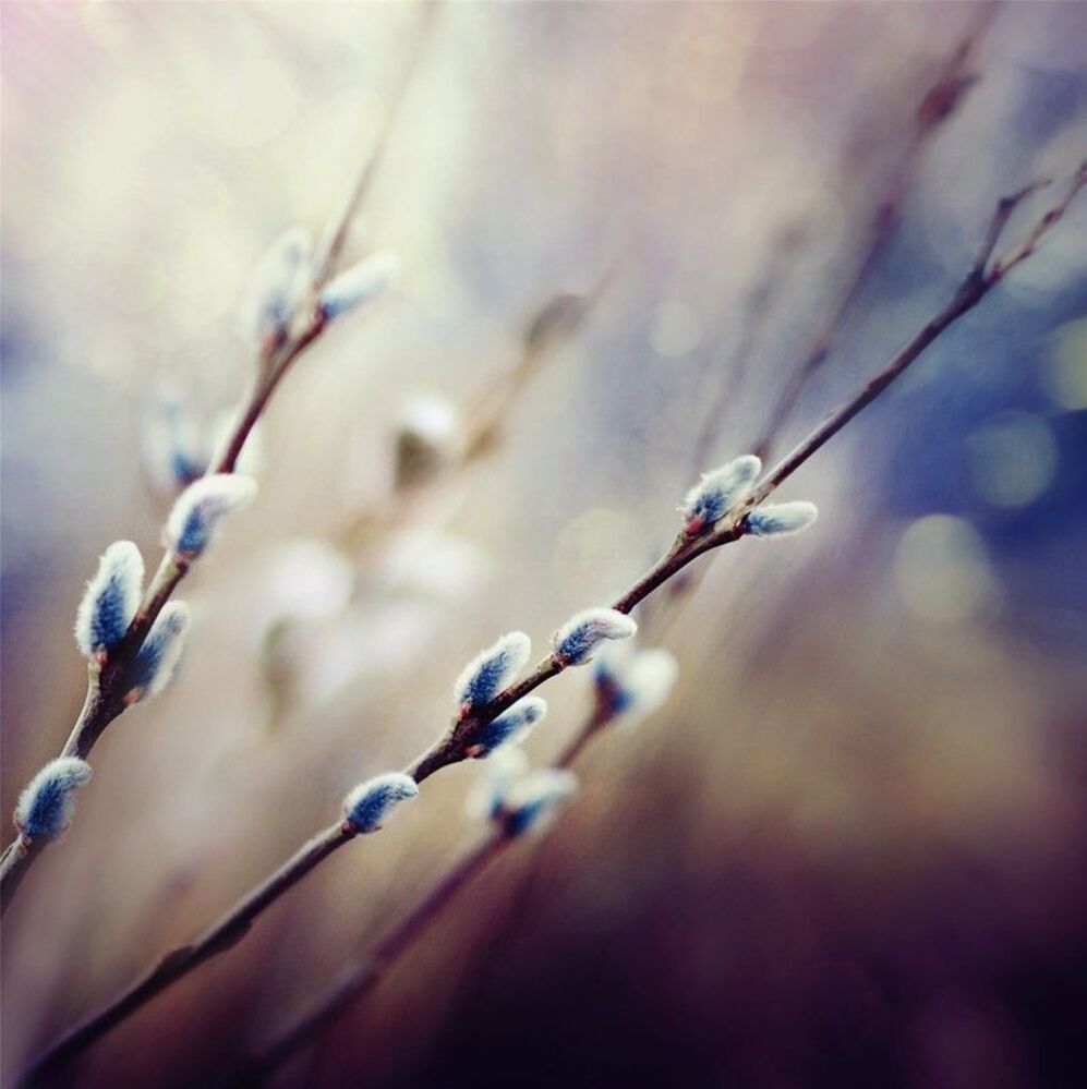 Spring tender...