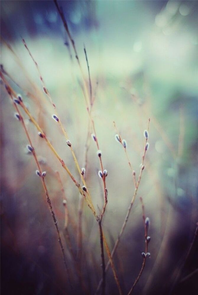 Spring tender...