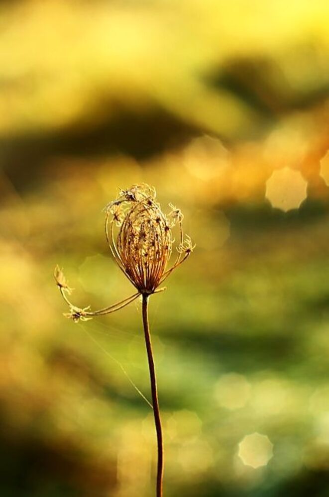 The Golden hour