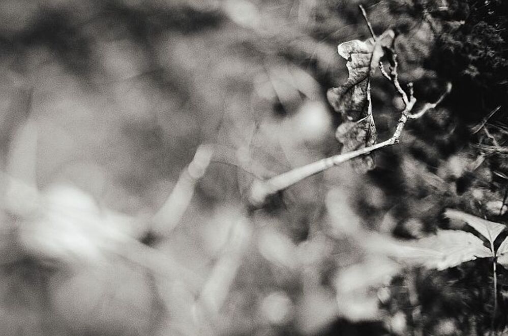 Процесс гниения