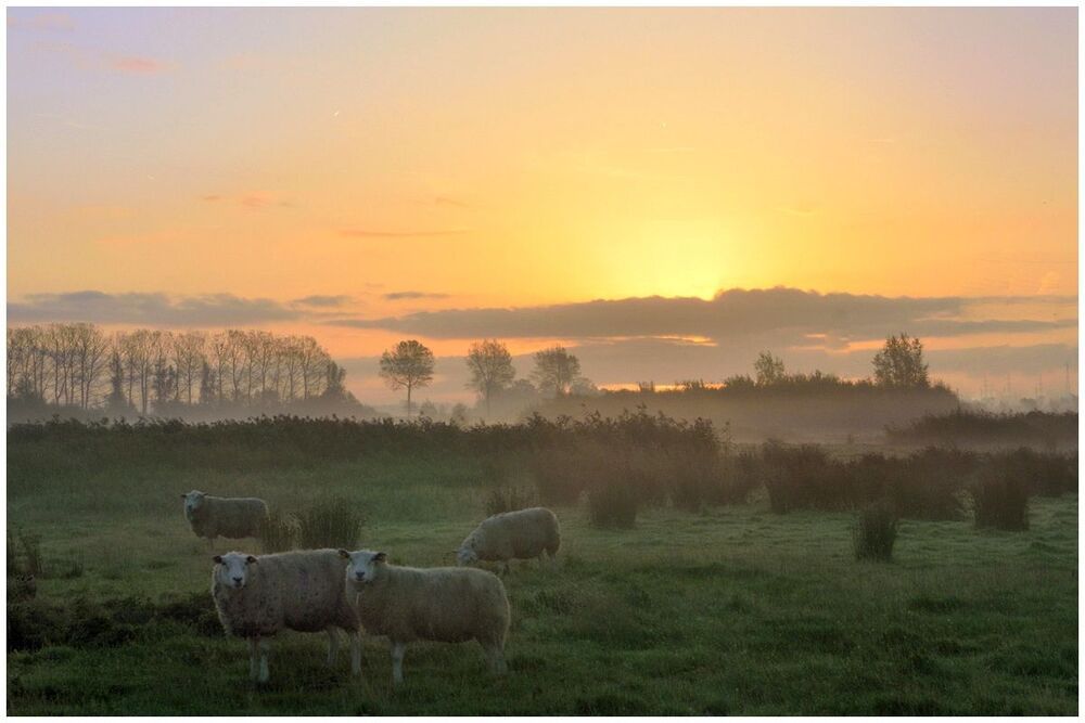 Sheep in the sunrise.