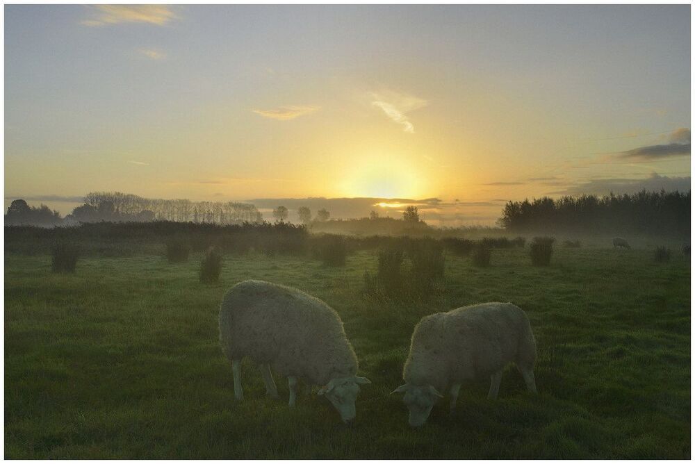 Sheep in the sunrise.