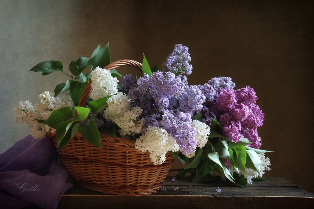 Сирень