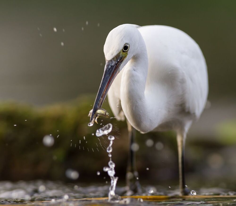 Little egret