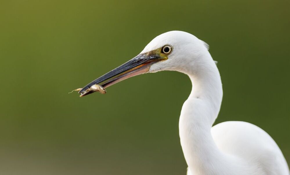 Little egret