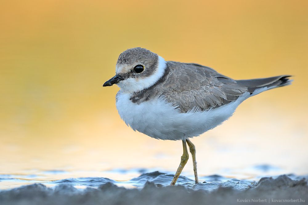 In yellow. 
Little Ringed Plover