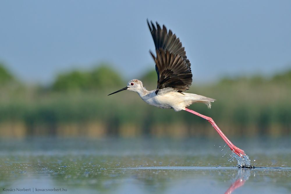 Take-off. 
Black-winged Stilt