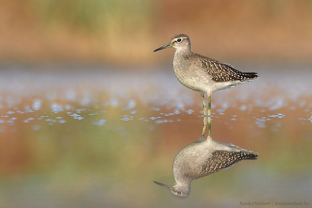 Autumn mood. 
Wood Sandpiper