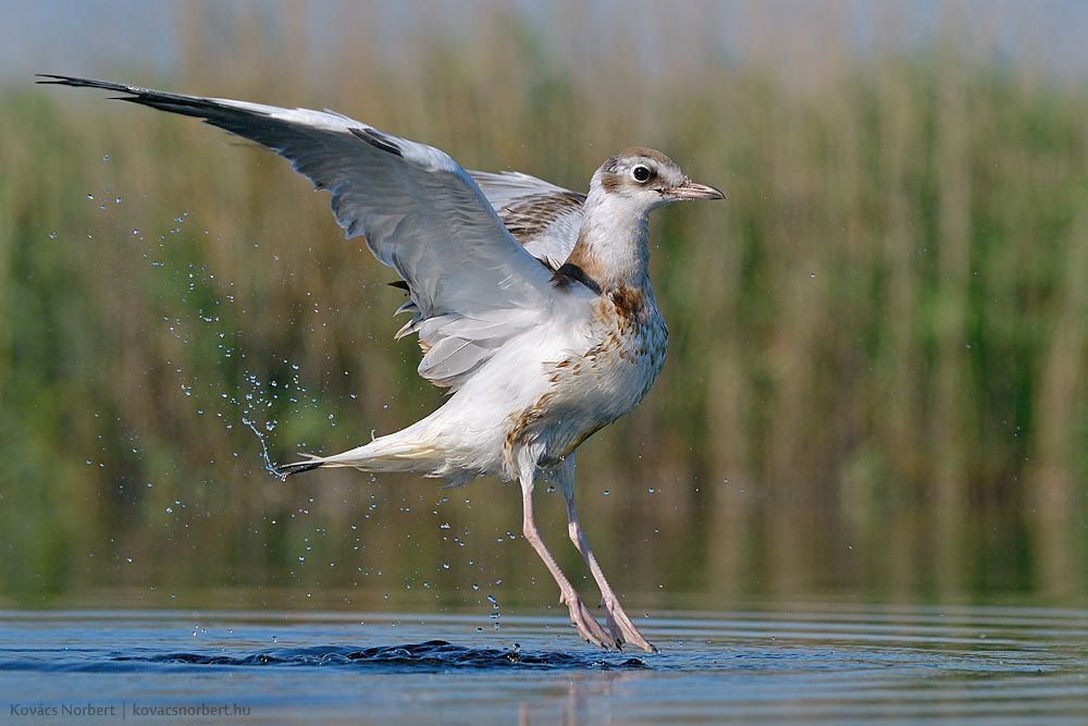 Dynamism. 
Common Black-headed Gull