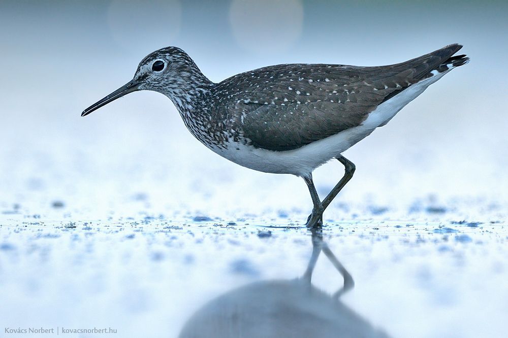 Before daybreak. 
Green Sandpiper