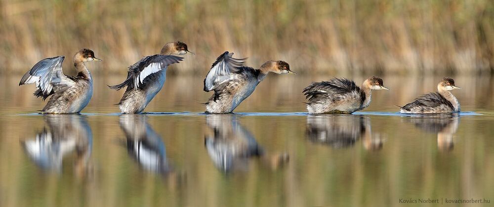 Movements. 
Black-necked Grebe. 
Luckily managed to capture the black-necked grebe movements after grooming.
Five photos composed to one image. I was only masking neighboring images in photoshop.