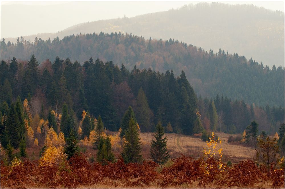 Золотая осень Карпат