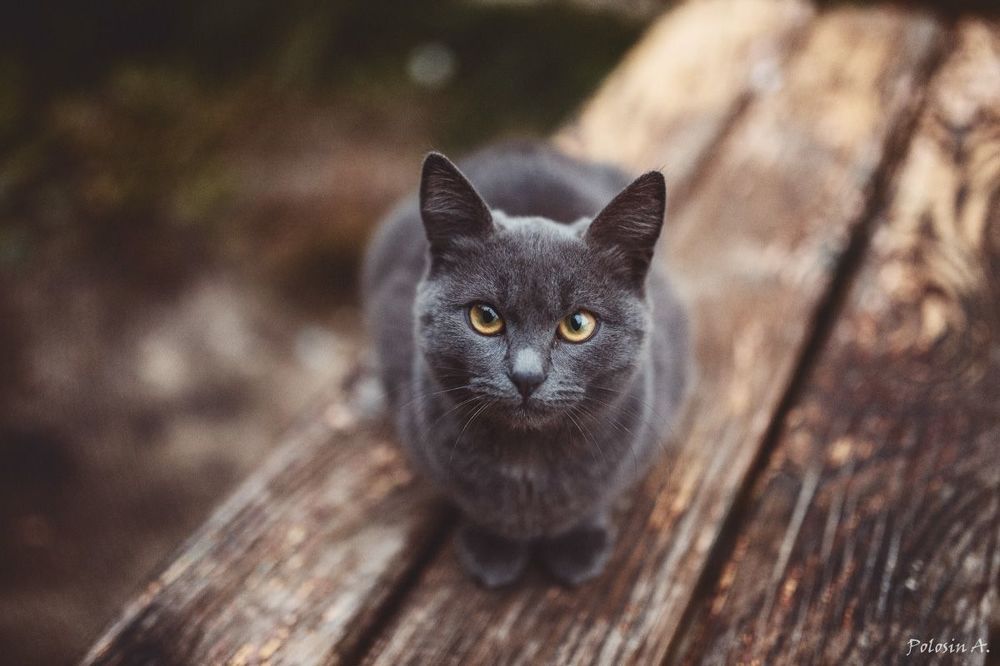 Коты