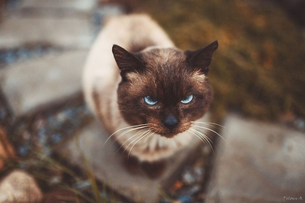 Коты