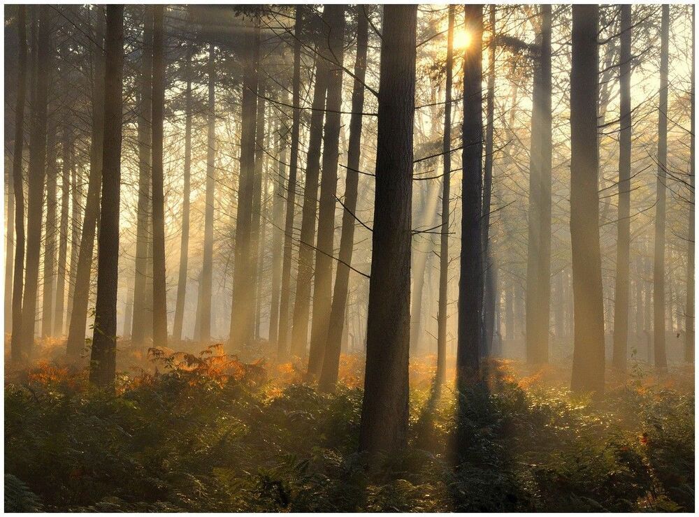 The colors of the forest.